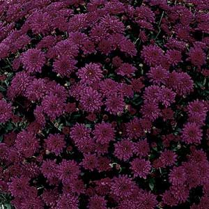 Mum Belgian Carpino Purple - Rooted Plugs Mum Garden, Oct Wedding, Hardy Mums, Purple Board, Purple Autumn, Purple Mums, Planting Mums, Marriage Celebration, Garden Mum