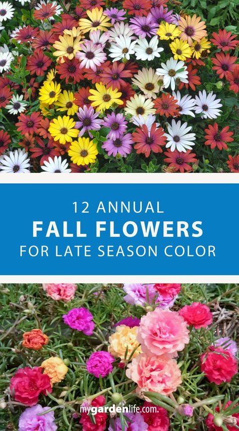 Discover the top 12 annual fall flowers that will add vibrant color to your garden during the late season. These annual plants are perfect for enhancing your fall garden aesthetic and decor. Learn how to choose and care for these beautiful annual flowers to keep your garden looking stunning all season long. Find more fall gardening ideas and annual flower inspiration at MyGardenLife.com. Summer Annual Flowers, Fall Annuals Landscape, Fall Gardening Ideas, Flowers For Fall, How To Grow Watermelon, October Flowers, Fall Container Gardens, Fall Gardening, Exterior Inspiration