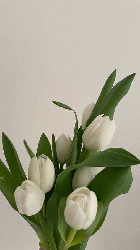 White Tulip Aesthetic, White Tulips Aesthetic, Tulip White, Buy Me Flowers, Journal Pics, Skincare Instagram, Artificial Tulips, Love Couple Wallpaper, Wallpaper Summer