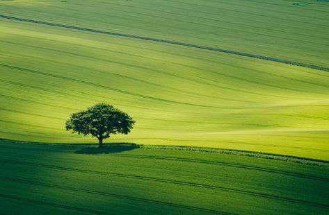 Tree Landscape Photography, London Cityscape, Hampshire England, South Downs, Tree Landscape, Single Tree, Green Field, Lone Tree, Cool Landscapes