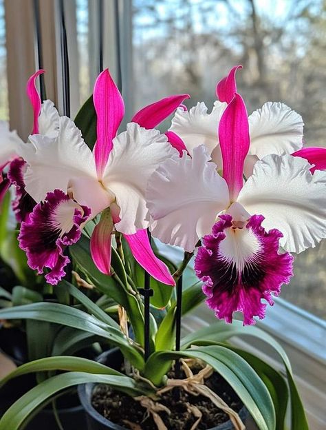 Cattleya Orchids, Special Plants, Cattleya Orchid, Exotic Orchids, Good Morning Flowers Pictures, Leafy Plants, Boquette Flowers, Fruit Flowers, Unusual Flowers