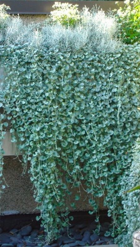 Dichondra Silver Falls Ground Cover, Dichondra Argentea Silver Falls, Morning Sun Plants Garden Ideas, Plants To Cover Wall, Native Ground Cover Australia, Australia Native Plants, Tropical Ground Cover Plants, Plants On Fence Ideas, Ground Cover Plants Australia