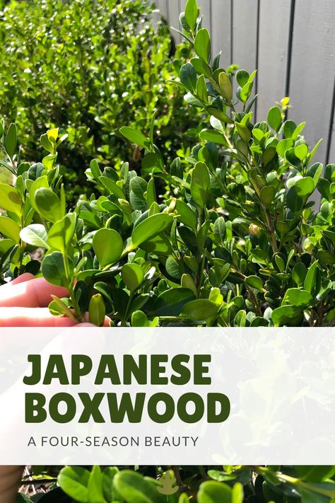 Japanese Boxwood Hedge, Japanese Boxwood Front Yard, Japanese Box Hedge, Japanese Boxwood Landscaping, Container Perennials, Japanese Evergreen, Baby Gem Boxwood, Boxwood Shrub, Evergreen Landscaping