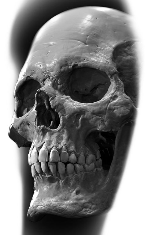 Black And Grey Skull Tattoo Design, Human Skull Tattoo Design, Skull Reference Drawing, Realistic Skull Tattoo Design, Tattoo Skull Design, Realistic Skull Tattoo, Hannya Maske Tattoo, Human Skull Drawing, Skull Photography