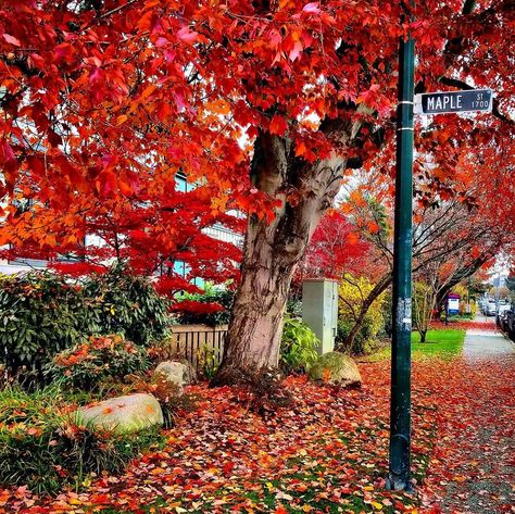 Alexandre Légère on Instagram: “The maple leafs 🍁is characteristic leaf of the maple tree. The most widely recognized national symbol of Canada 🇨🇦 In autumn the leaves 🍁…” Maple Leaf Tree, Canada Maple Leaf, National Symbols, Maple Tree, Maple Leafs, Sunshine Coast, Maple Leaf, Vancouver, Tree Trunk