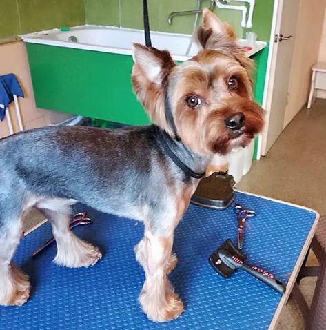 24 Best Yorkie Hairstyles for Males (Yorkshire Terrier Haircuts) - The Paws Male Yorkie Hairstyles, Yorkie Puppy Haircuts, Yorkie Puppy Cut, Hairstyles With Bows, Male Yorkie, Yorkshire Terrier Grooming, Yorkie Cuts, Yorkie Hairstyles, Puppy Haircut