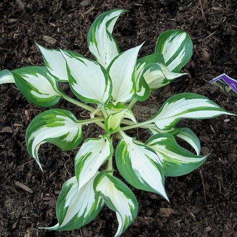 Types Of Hostas, Shade Flowers Perennial, Northwest Garden, Shady Garden, Shade Tolerant Plants, Hosta Varieties, Hosta Gardens, Hosta Plants, Shade Flowers