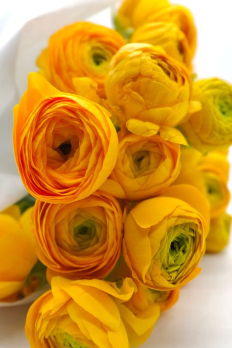 Yellow Ranunculus Bouquet, Yellow Ranunculus, Ranunculus Orange, Bunch Of Yellow Flowers, Ranunculus Arrangement, Butterfly Ranunculus, Yellow Butterfly Ranunculus, Living Room Side Table, Ranunculus