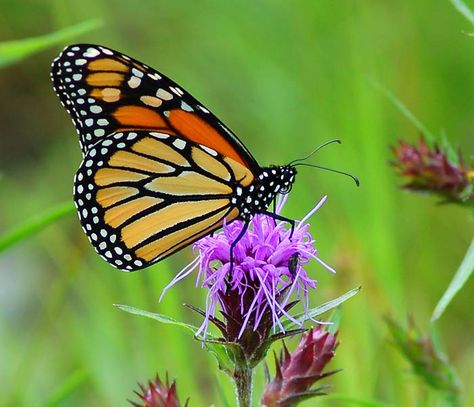 †♥ ✞ ♥† The Lovely Monarch Butterfly, Part 2 †♥ ✞ ♥† Asclepias Incarnata, Butterfly Garden Plants, High Country Gardens, Milkweed Plant, Swamp Milkweed, Asclepias Tuberosa, Deer Resistant Plants, Butterfly Plants, Country Gardens