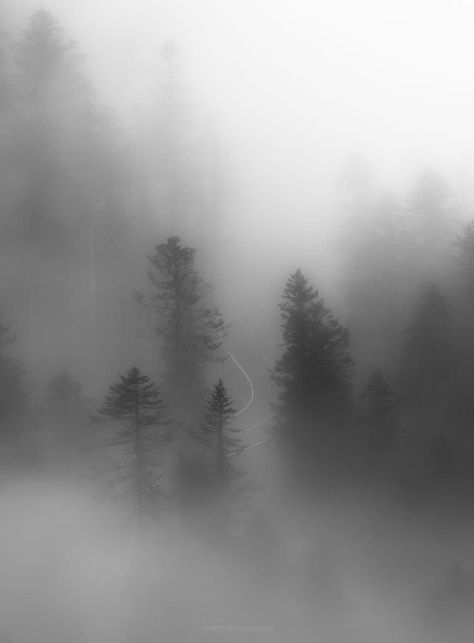 Creepy Forest, Outdoor Scenery, Dark Forest Aesthetic, Foggy Weather, Gray Tree, Scenery Landscape, Woods Photography, Misty Grey, Foggy Forest