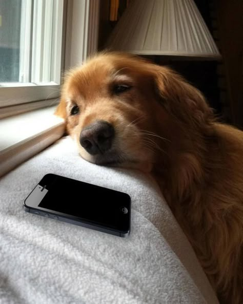 When you’re waiting to meet up with your friends but start falling asleep instead. | 19 Faces Everyone Who Is Eternally Exhausted Will Recognize Text Me Back, Cesar Millan, Love My Dog, Blue Heeler, Baby Dogs, 귀여운 동물, Border Collie, I Love Dogs, Dog Life