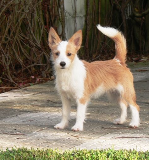 Portuguese Podengo Pequeno, Portuguese Podengo, Hound Breeds, Every Dog Breed, Beautiful Dog Breeds, Akita Inu, Dog Winter Coat, Crazy Dog Lady, What Dogs