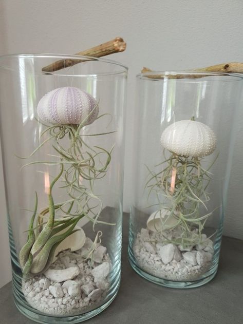 Air Plant Art, Air Plants Diy, Air Plants Decor, Art Coquillage, Air Plant Display, Air Plant Terrarium, Inside Plants, Shell Crafts Diy, Plant Decor Indoor