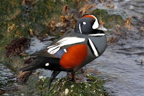 Harlequin Duck, also called sea mouse, rock duck, glacier duck and white-eyed diver. Photo Steve Byland/ Shutterstock. These beautiful birds show the surprising diversity of ducks found around the world. Starfish Species, Harlequin Duck, Passage Comprehension, Wild Ducks, Duck Species, Wild Birds Unlimited, Duck Breeds, Animal Research, Duck Pictures