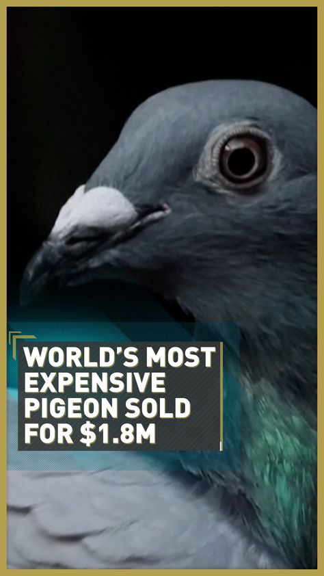 The world's most expensive pigeon is a Belgian racing bird worth $1.8m - CGTN Racing Pigeons For Sale, Pigeons For Sale, Racing Pigeons, Most Expensive, Countries Of The World, Ancient Egypt, Pigeon, The World