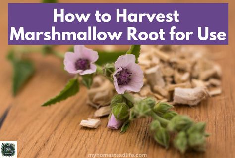 How to Harvest Marshmallow Root for Use Marshmallow Root Powder, How To Make Marshmallows, Homesteading Ideas, Marshmallow Root, Living Off The Land, Oracle Deck, Homemade Remedies, Raising Chickens, Growing Herbs