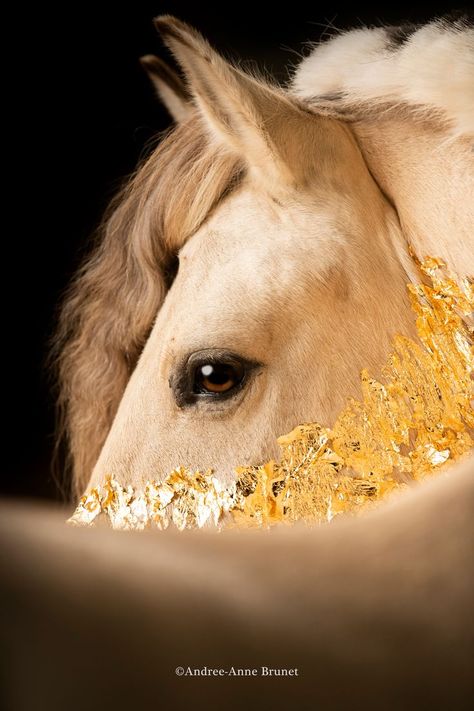 Horse Photo Shoot, Horse Reining, Horse Photoshoot, Fjord Horse, Photography Horse, Golden Horse, Horse Photo, Equine Photographer, Gold Horse