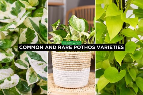 29 Common and Rare Pothos Varieties (With Pictures) | TheGrow Pothos Varieties Chart, Pothos Varieties, N’joy Pothos, Pothos Plants, Marble Queen Pothos, Neon Pothos, Epipremnum Pinnatum, Golden Pothos, Pothos Plant