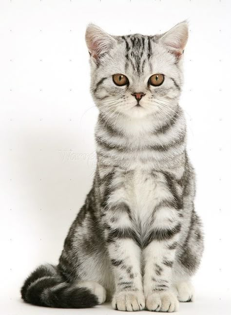 Silver Tabby Cat, Cat Drawing Tutorial, Cat Reference, Tabby Kitten, Cat Pose, Cat Photography, Cat Sitting, Cat Care, Warrior Cats