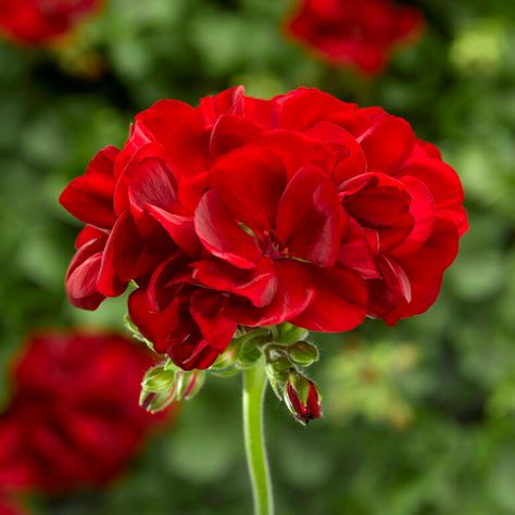 Ivy Geraniums, Geraniums Red, Deer Resistant Plants, Red Plants, Pelargonium Graveolens, Red Geraniums, Red Blossoms, Geranium Essential Oil, Parts Of A Plant