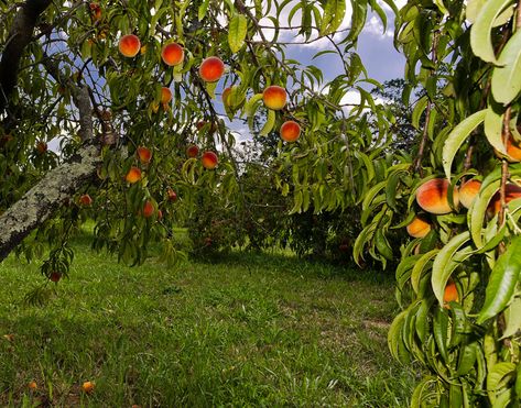 Orchard Aesthetic, Peach Orchard, Famous Gardens, Tuscan Villa, Peach Trees, Stone Fruit, Aesthetic Vintage, Oil Pastel, Peaches