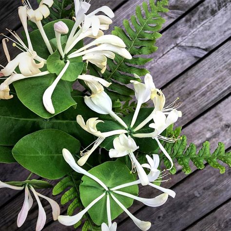 honeysuckle flowers Honeysuckle Bouquet, White Honeysuckle, Honeysuckle Flowers, Honeysuckle Flower, Sweet Fragrance, Popular Flowers, Anniversary Decorations, Beautiful Centerpieces, Wreath Forms