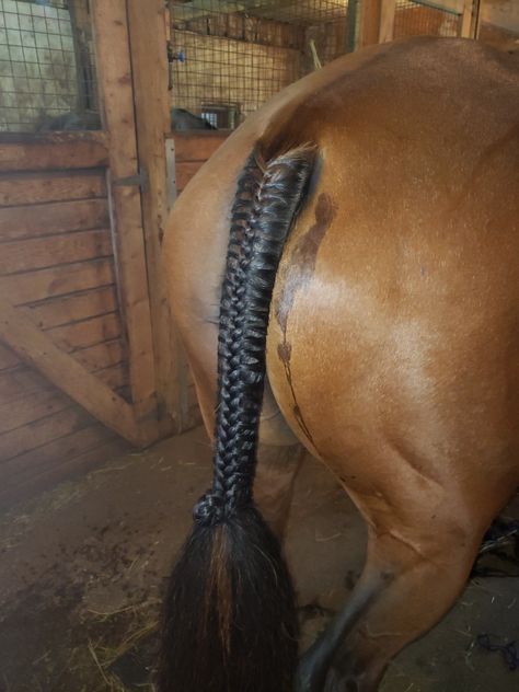 Horses Braids, Hunter Braids, Hunter Horse, Horse Braiding, Tail Braids, Horse Tail, Nordic Tattoo, Horse Dressage, Blue Roan