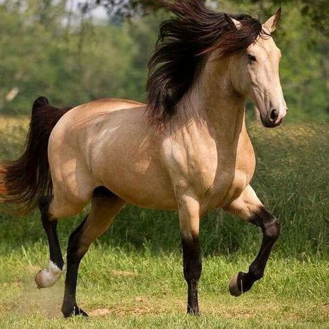 Wild Horses Mustangs, Buckskin Horse, Beautiful Horses Photography, Cute Horse Pictures, Beautiful Arabian Horses, Mustang Horse, Cute Small Animals, Horse Wallpaper, Most Beautiful Horses