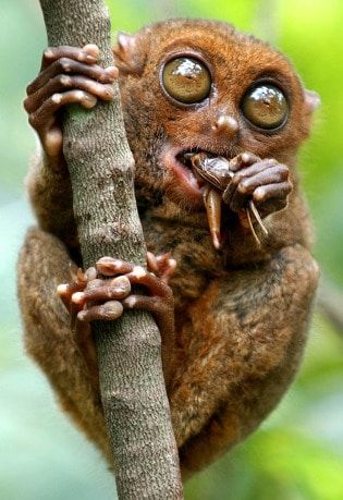 The Tarsier is just one of many weird looking animals on our list! Learn about this endangered animal and the many other unique animals in our amazing world. Weird Looking Animals, Regard Animal, Ugly Animals, Animal Print Wallpaper, Animal Activities, South Texas, Unusual Animals, Endangered Animals, Pretty Animals