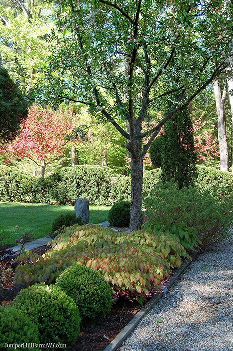 It's crabapple season here at Juniper Hill. Crabapples are usually grown for their ornamental value, although they are often used as 'po... Epimedium Rubrum, Juniper Hill, Dry Shade Plants, Inside Pool, Yard Inspiration, Parking Area, Garden Inspo, Woodland Garden, Crab Apple