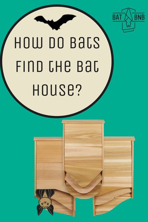 Bat House Diy, How To Attract Bats, Attract Bats, Bat Habitat, Build A Bat House, Bat House Plans, Backyard Birds Feeders, Bird Suet, Bat Box