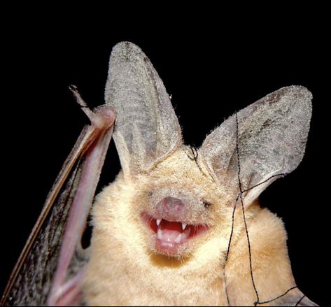 Its Freaking Bats, Bat Therian, Halloween Bat Costume, Pet Bat, Bat Face, Cat Duo, Fox Therian, Bat Photos, Scary Bat