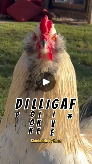 660K views · 35K reactions | the only song you need 😉🎤🐔 #dilligaf 

#rooster #chickens #funnyanimals #chickensofinstagram #comedy #chickenhappyhour | Chicken Happy Hour | corporate.manny · Original audio Work Funnies, Only Song, Word Of The Day, Work Humor, Happy Hour, Picture Quotes, Rooster, Funny Animals, Funny Quotes