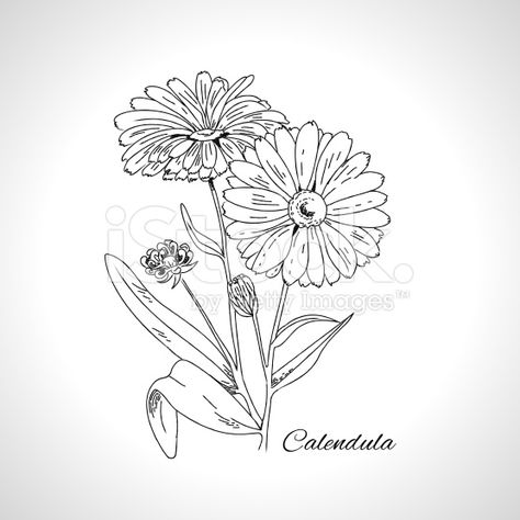 Calendula October Calendula Tattoo, Mushroom Pictures, Calendula Flower, Flower Sketches, Colouring Page, Desenho Tattoo, Flower Tattoo Designs, Botanical Drawings, Creative Tattoos