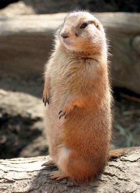 Prairie Dog Omaha Zoo, Cute Animal Tattoos, Prairie Dogs, Tattoo Nature, Prairie Dog, Curious Creatures, Dog Tattoo, Animal Sketches, Animal Tshirt