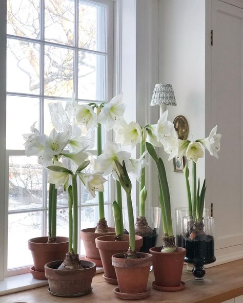 All Posts • Instagram Amaryllis Christmas, White Amaryllis, Unique Floral Arrangements, Amaryllis Flowers, Amaryllis Bulbs, Flower Pots Outdoor, Spring Home, Winter Garden, Tropical Plants