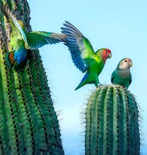 Peachface Lovebird, Rosy Faced Lovebird, Indian Paradise Flycatcher, Arizona State Bird, Arizona Birds, Magnificent Riflebird, Mural Ideas, Bird Watcher, Cactus Flowers