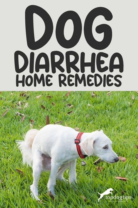 Dog Diarrhea Home Remedies Natural Pet Care, Dog Remedies, Dog List, Schnauzer Puppy, Dog Nutrition, Dog Health Care, Upset Stomach, Dog Help, Dog Obedience