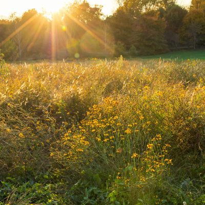 Canvas options have artist-quality canvas Ebern Designs Size: 20" H x 20" W | Ebern Designs Sunset on Flowers Meadow - Wrapped Canvas Photograph 20.0 H x 20.0 W x 1.25 D in green / orange / yellowCanvas in Brown;green;yellow | 20" H x 20" W | Wayfair Polaroid Summer, Yellow Wedding Decorations, Sunny Meadow, Garden Of Lights, Flowers Meadow, Sunshine Photos, Grassy Meadow, Yellow Wildflowers, Flower Meadow