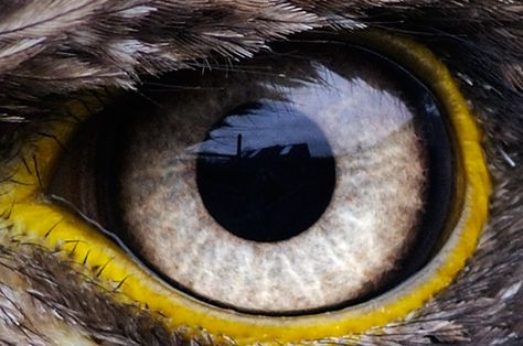 Eagle Eye ~ young bald eagle 독수리는 눈이 참 좋아요. Animal Close Up, Regard Animal, Benfica Wallpaper, Bird Repellents, الفن الرقمي, Eye Close Up, Eagle Pictures, Eagle Art, American Bald Eagle