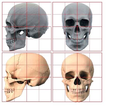 Skull Proportions, Face Topology, Human Anatomy Reference, Skull Anatomy, Head Anatomy, Skull Reference, Face Anatomy, Human Anatomy Drawing, Skulls Drawing