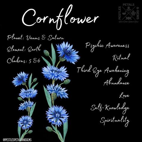 Corn Flowers Blue, Third Eye Awakening, Mary Sue, Psychic, Third Eye, Book Of Shadows, Zodiac Signs, Planting Flowers, Flowers