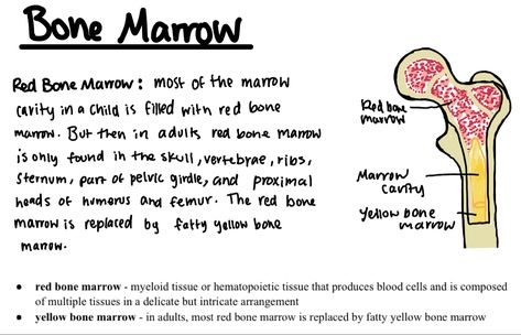 Red Bone Marrow, Pelvic Girdle, Yellow Bone, Red Bone, Bone Marrow, Blood Cells, Cavities, Bones, Yellow