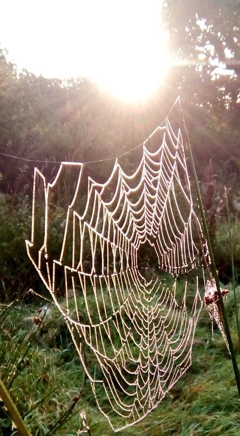 How pretty do these spiders webs look with a coating of dew? Maybe the inspiration for Victorian chandeliers? #SolaceInNature #spiderweb #positivity #joy #vitaminN Victorian Chandeliers, Spiders Webs, Victorian Chandelier, Spider Web, Spiders, Chandeliers, Sculpture, Nature