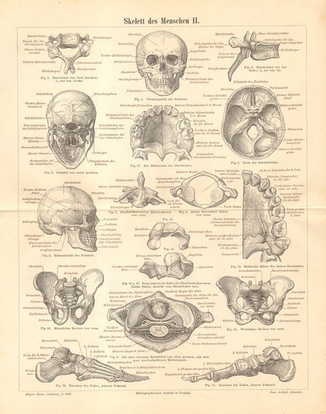 Human Skeleton Parts, Human Joints, Human Bones, Human Skeleton, Skeleton Print, A Skeleton, Wood Engraving, Skeletal, Anatomy Art