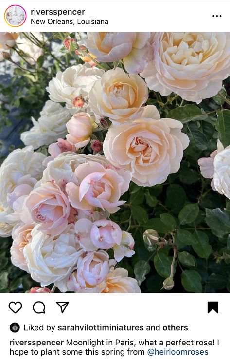 Moonlight In Paris Rose, Herbal Garden, Heirloom Roses, Cut Flower Garden, Spicy Fragrance, Rose Bush, Romantic Garden, Cream Roses, Wild Berry