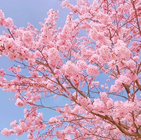 Pin by heartto heart on 벚꼬ㅊ | Pastel pink aesthetic, Flower aesthetic, Pink aesthetic Cherry Blossom Wallpaper, Baby Pink Aesthetic, Sakura Tree, Sakura Flower, Aesthetic Japan, Pastel Pink Aesthetic, Flower Background Wallpaper, Pink Wallpaper Iphone, Spring Aesthetic