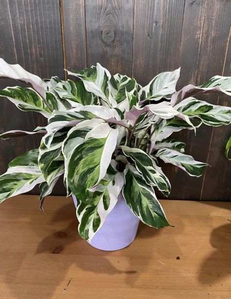 Calathea White Fusion, Easy Care Houseplants, Apartment Plants, Starter Plants, Colorful Plants, Ornamental Plants, Unique Plants, House Plants Indoor, Pretty Plants