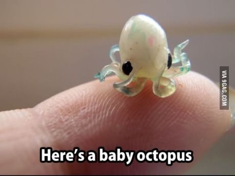 Aww! Cuteness Overload Baby Squid, Baby Octopus, Cute Octopus, Octopus Tattoo, Polymer Clay Sculptures, Clay Sculpture, Sea Animals, Cuteness Overload