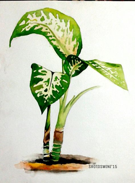 [Foliage study] Watercolour on paper || Srotoswini Sinha Nature Study Watercolor, Nature Study Painting Watercolor, Foliage Plants Drawing, Plant Study Drawing, Nature Study Paintings, Nature Study Drawing, Foliage Drawing, Foliage Painting, Watercolor Study